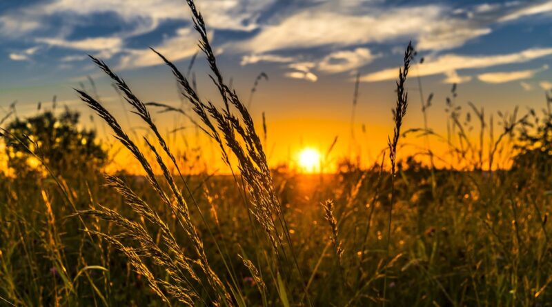 Kärntner Landwirte Weizen