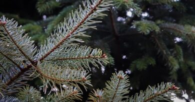 In St. Jakob im Rosental startet morgen der Adventmarkt mit einem bunten Programm