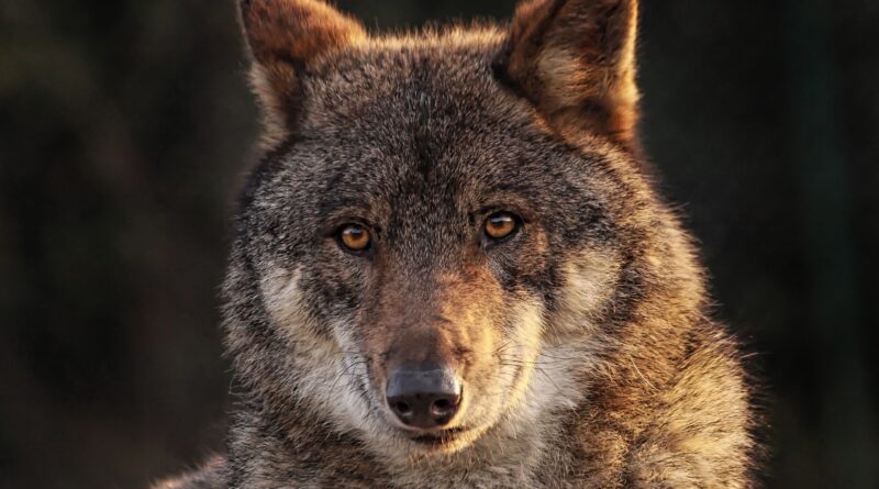 Im Lichte mehrerer Wolfssichtungen im Villacher Stadtgebiet wird nächsten Dienstag eine Fragestunde mit dem Wolfsbeauftragten des Landes Kärnten organisiert
