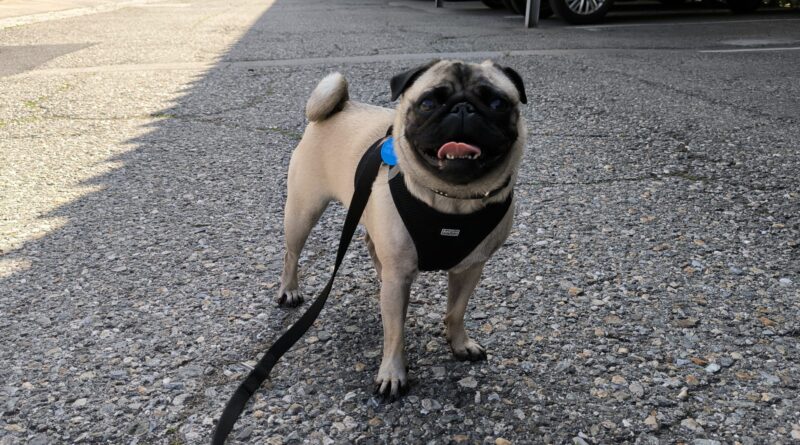 Im Sommer steigt mit den Temperaturen auch die Hitze von Asphalt. Damit dies für Hunde nicht gefährlich wird, sollten Tierhalter einige Tipps befolgen