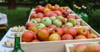 Am 4. Oktober wird das Dinzlschloss in Villach zum Zentrum für alte Obstsorten.