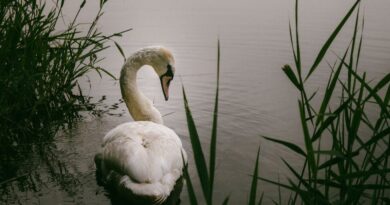 Bernd Grosseck, Slow photography