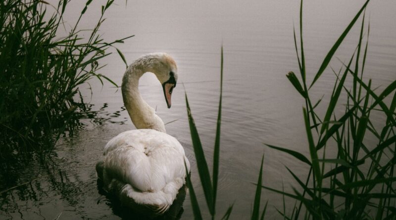 Bernd Grosseck, Slow photography