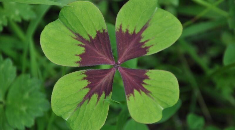 Basswood Green, Kulturgarten Aichwaldsee