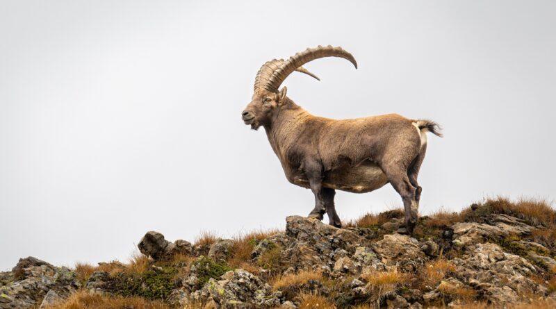 Haus der Steinböcke