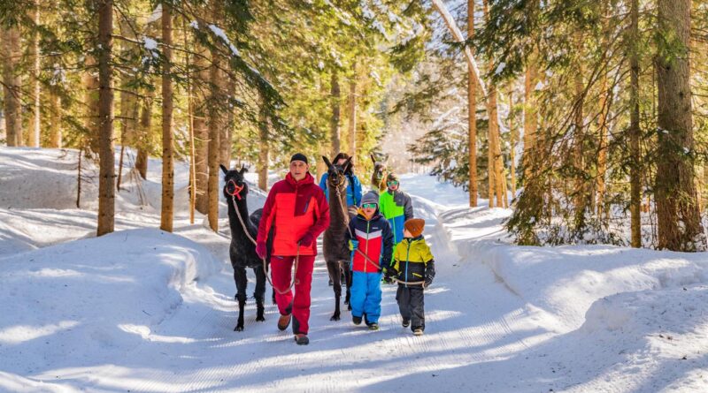 Tauernlamas - Stockerhütte
