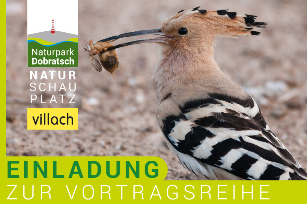 Vögel in Not - Paracelsussaal