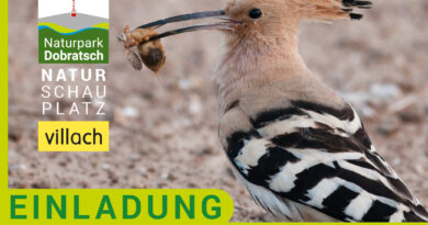 Vögel in Not - Paracelsussaal