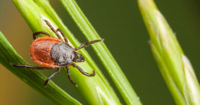 Borreliose - ist sie heilbar? - Gemeindeamt Rosegg