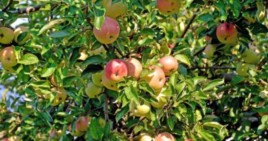 Obstbaumschnitt