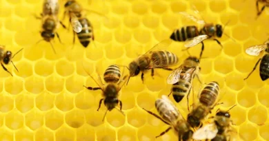 Hausmittel aus dem Bienenstock - Wallnerhaus