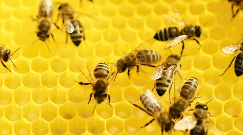 Hausmittel aus dem Bienenstock - Wallnerhaus
