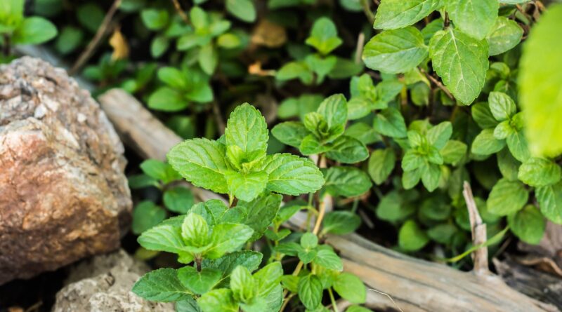 Frühlingskräuter für neue Lebenskraft - Romana Seunig