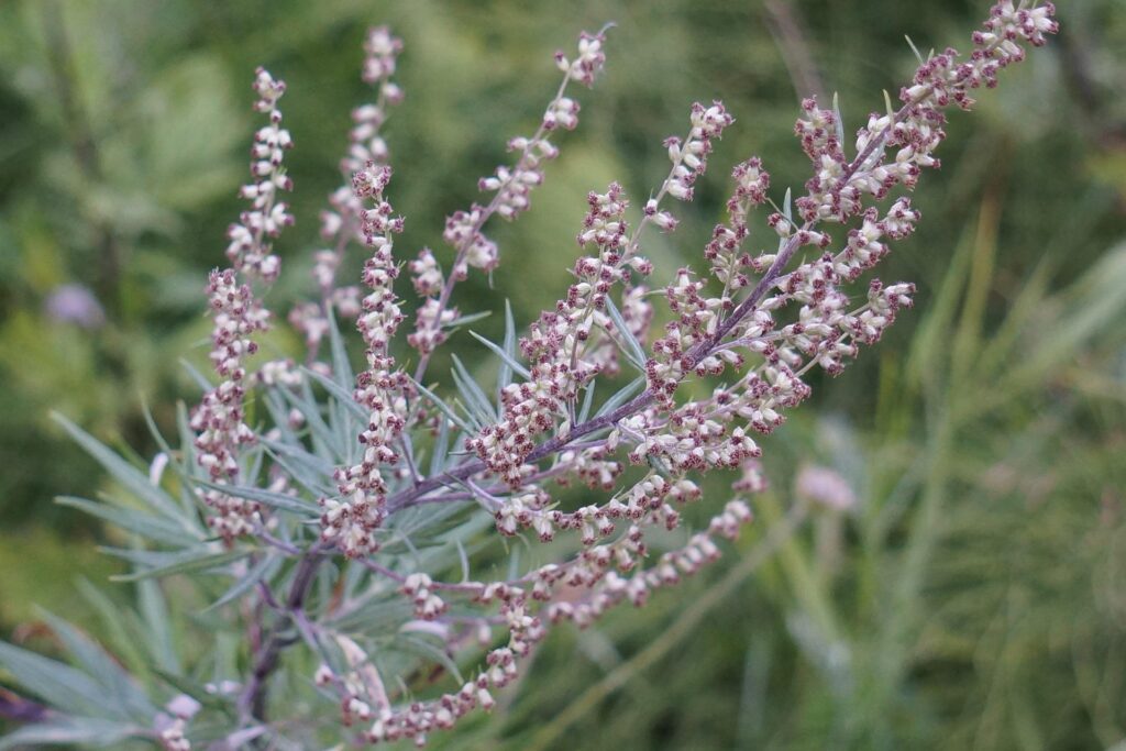Adaptogene Kräuter und Artemisia Annua, die natürlichen Stresskiller