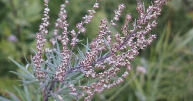 Adaptogene Kräuter und Artemisia Annua, die natürlichen Stresskiller