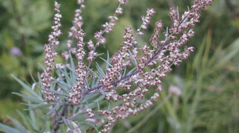 Adaptogene Kräuter und Artemisia Annua, die natürlichen Stresskiller