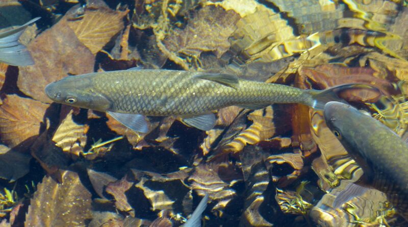 Forellenquintett, Kultur Forum Amthof