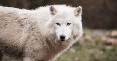 Genetik und Hundeverhalten