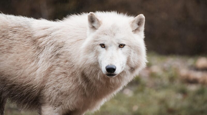 Genetik und Hundeverhalten