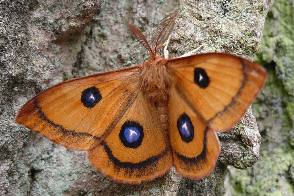 Schmetterlinge im Naturpark Dobratsch