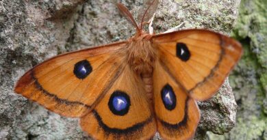Schmetterlinge im Naturpark Dobratsch
