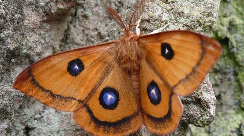 Schmetterlinge im Naturpark Dobratsch