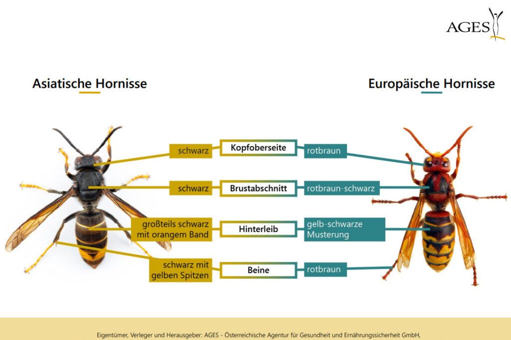 Gefahr für einheimische Bienen - die asiatische Hornisse