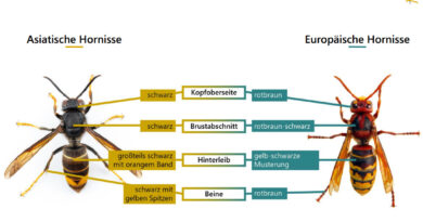 Gefahr für einheimische Bienen - die asiatische Hornisse