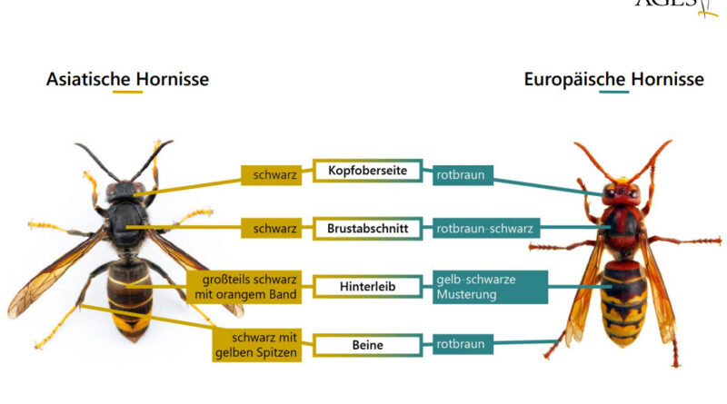 Gefahr für einheimische Bienen - die asiatische Hornisse