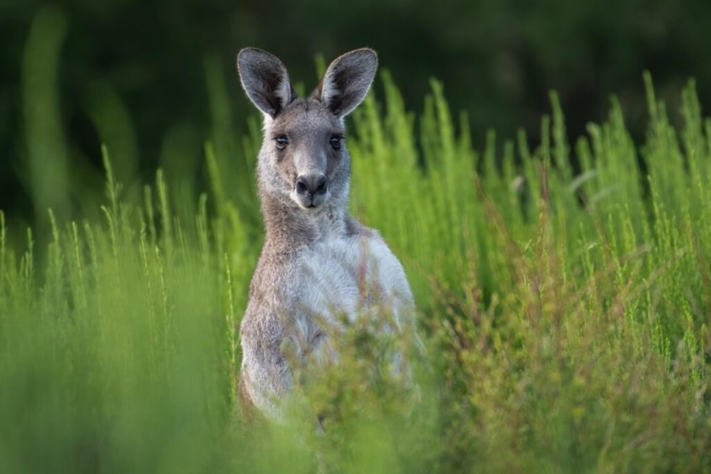 Kaengurus bleiben in Australien