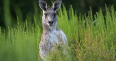 Kaengurus bleiben in Australien