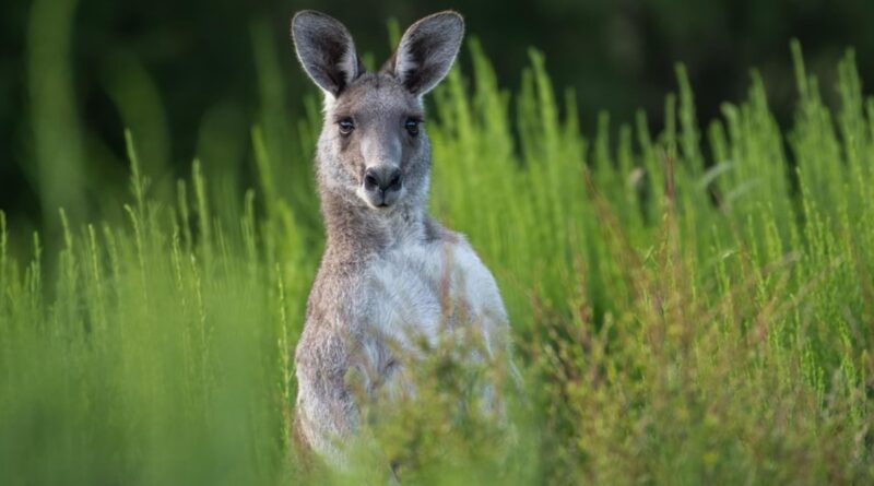 Kaengurus bleiben in Australien