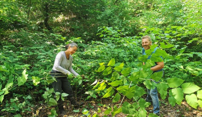 Neophyten bekämpfen im Naturpark Dobratsch