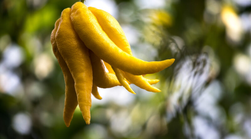 Zitrusgarten - Faak am See