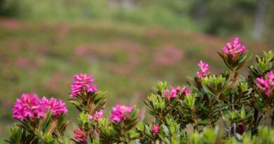 Tag der offenen Tür - Alpengarten