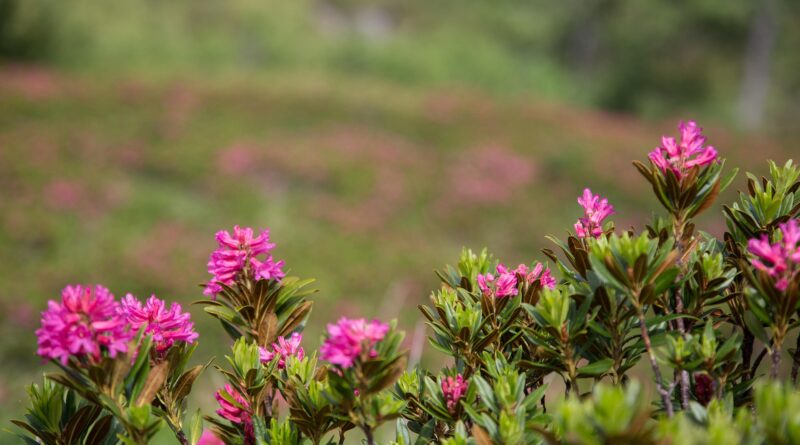 Tag der offenen Tür - Alpengarten