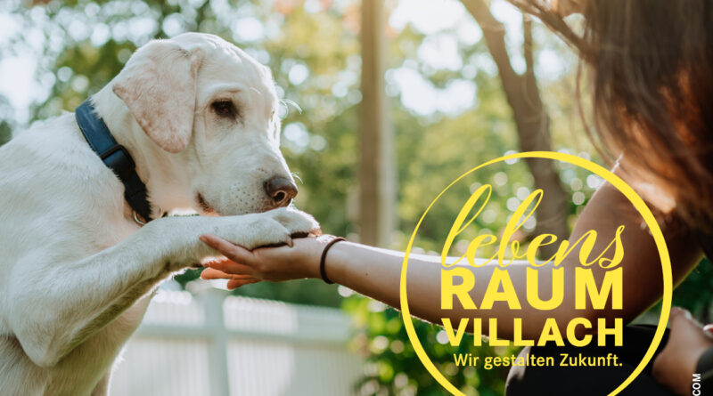 Hunde besser verstehen