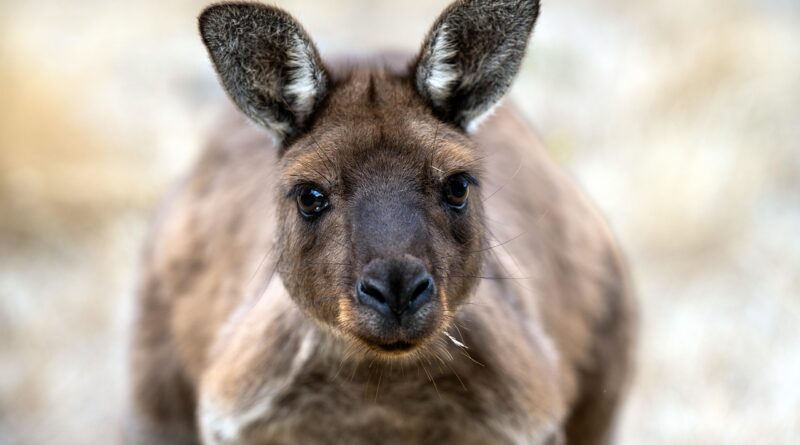 Känguru-Park in Kärnten geplant