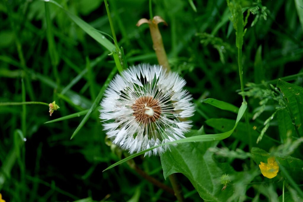 Naturnahes garteln - lebensRAUM Villach