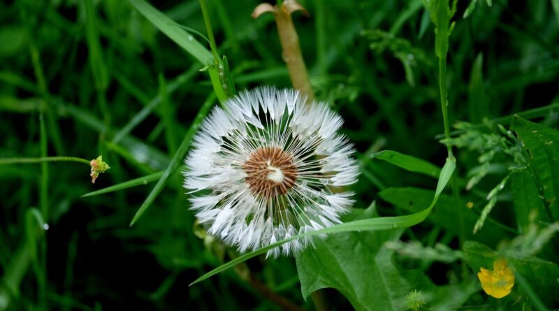 Naturnahes garteln - lebensRAUM Villach