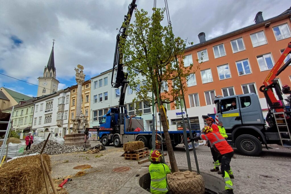 Schwammstadtbäume