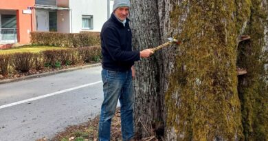 Ältester Baum Villachs - Sommerlinde