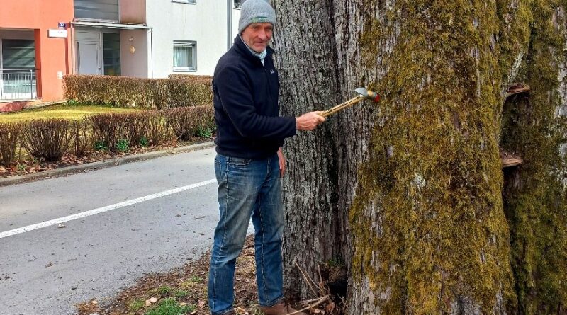 Ältester Baum Villachs - Sommerlinde