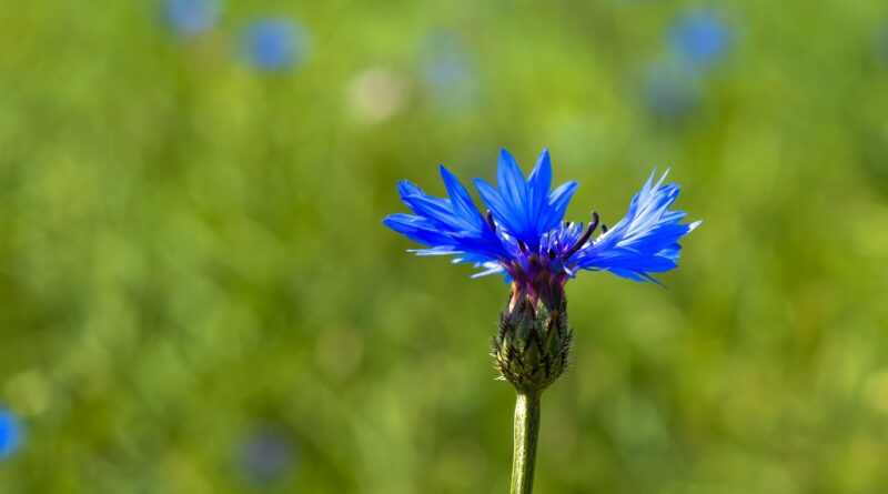 Von Storchenschnäbeln und Gletscherweberknechten