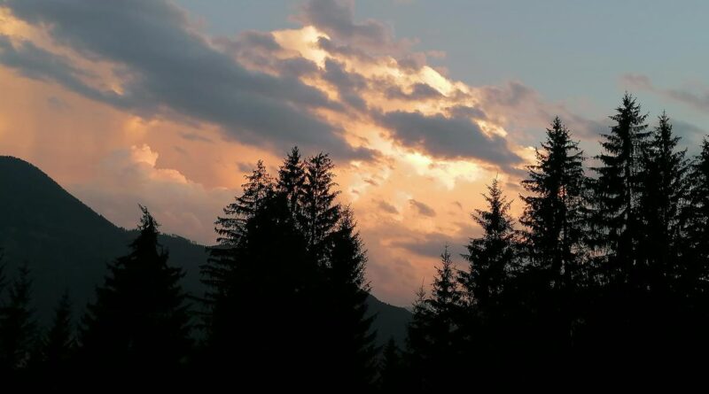 Die Magie der Bäume