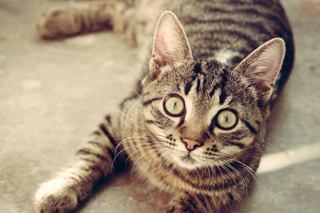 Clicker Training für Katzen