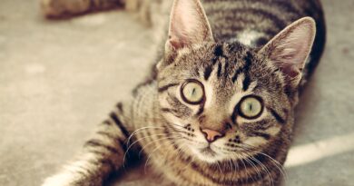 Clicker Training für Katzen