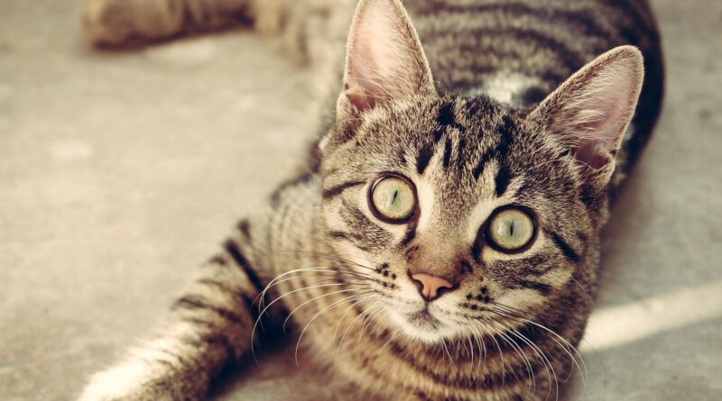 Clicker Training für Katzen