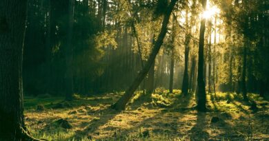 Waldbrand und Waldpflege