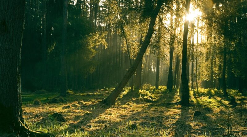 Waldbrand und Waldpflege